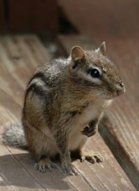 Eastern Chipmunk